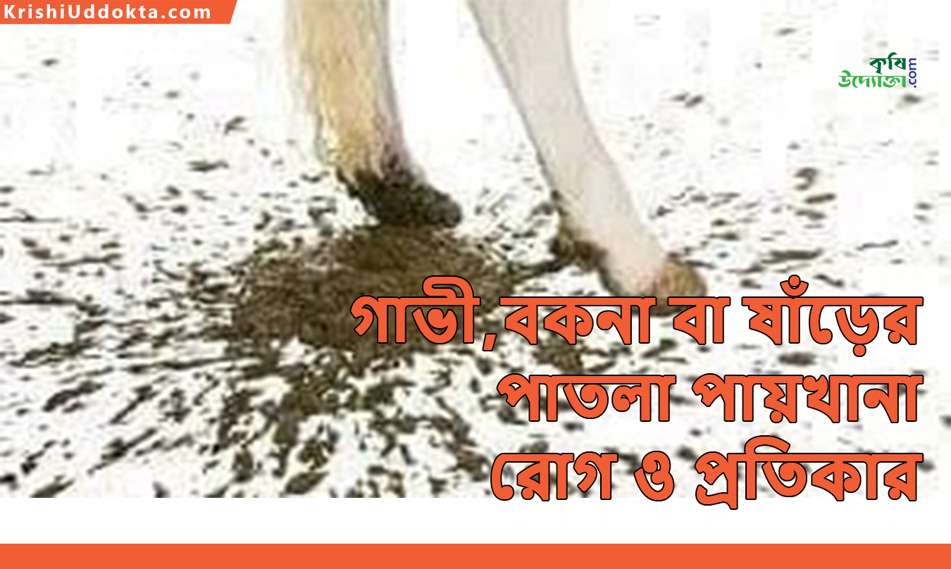 68107be6d2090_Cow_Scouring.png